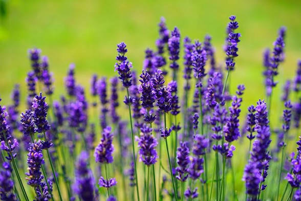 DIY Herbal Healing Salve Kit