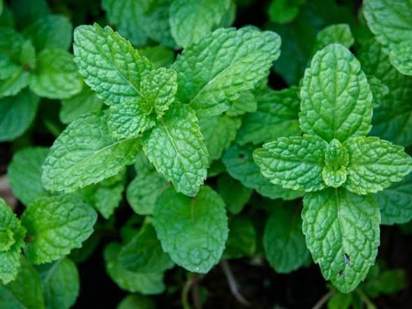 DIY Herbal Healing Salve Kit