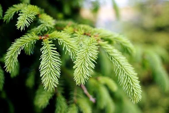 DIY Herbal Healing Salve Kit