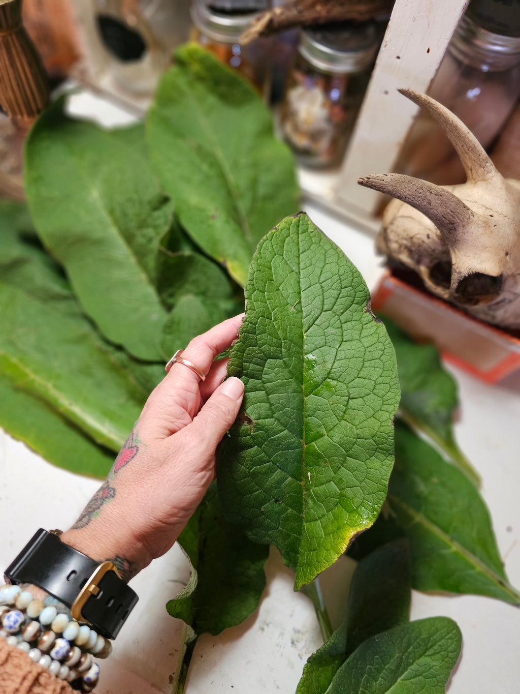 Comfrey Herbal Healing Salve