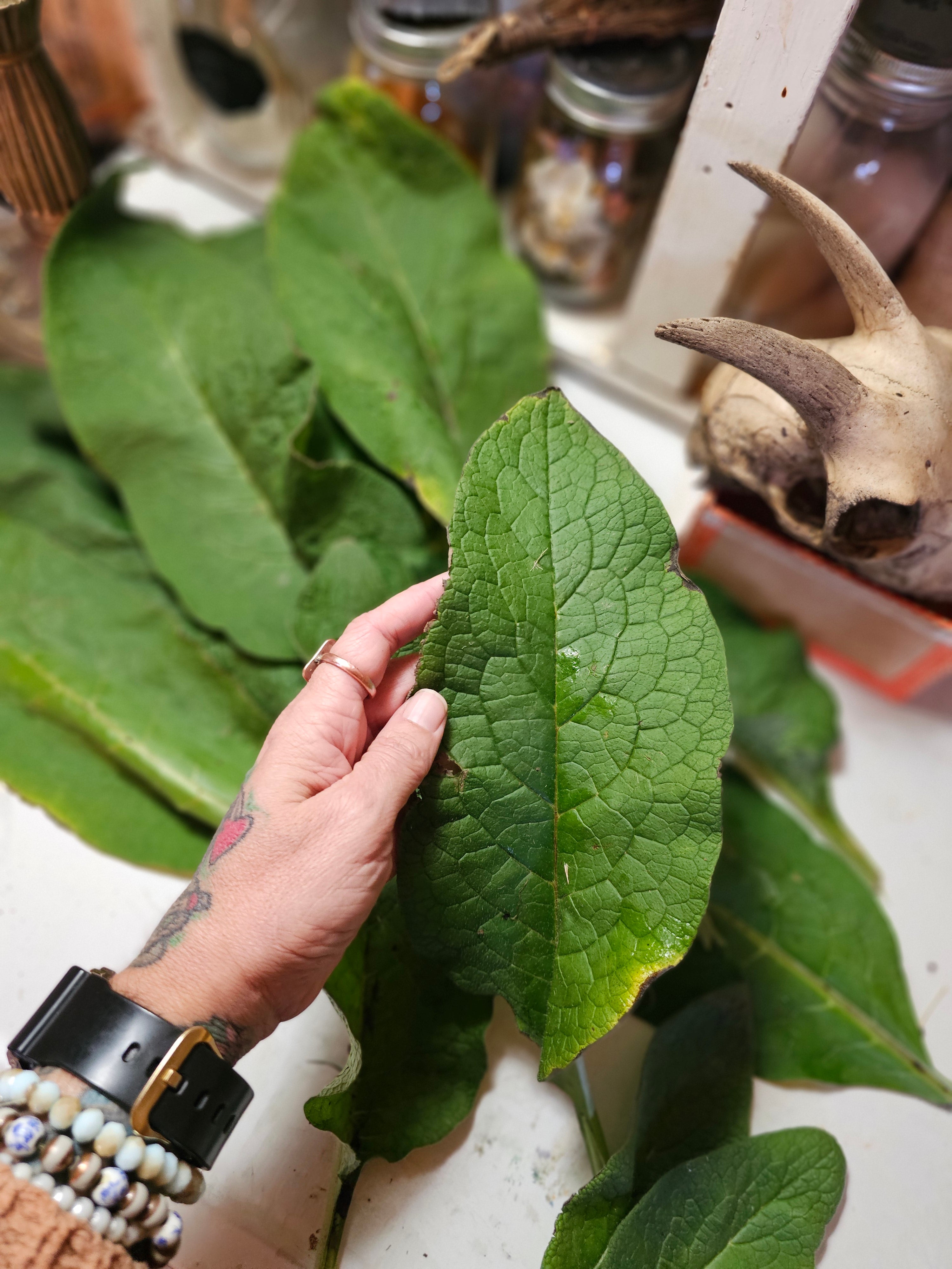 Comfrey Herbal Healing Salve